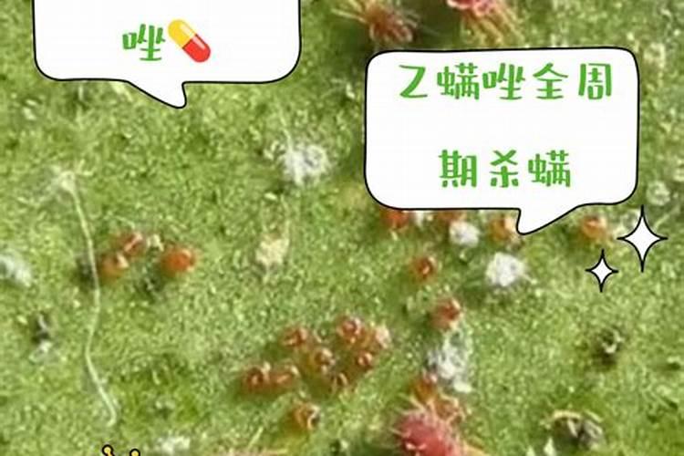 请问这是什么植物呢？