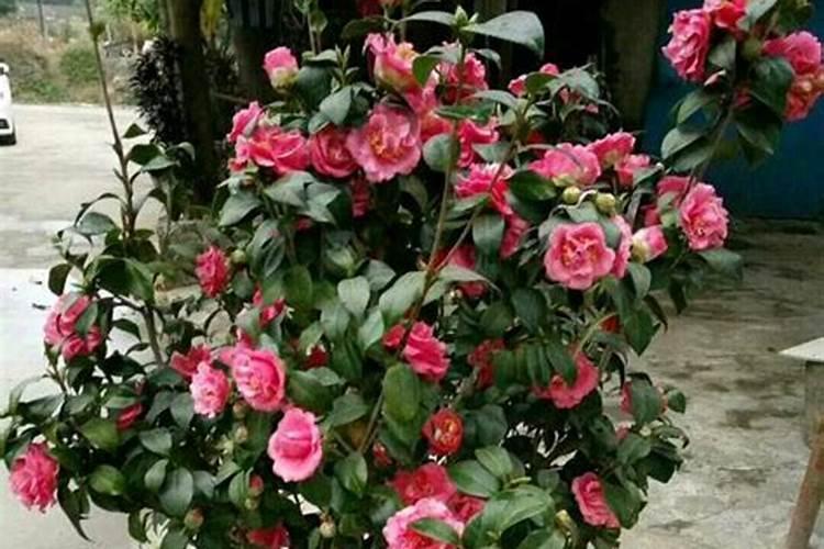 柠檬树多久施硼肥一次