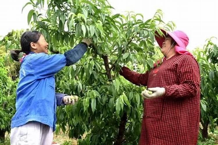 云南昭通特色水果有哪些