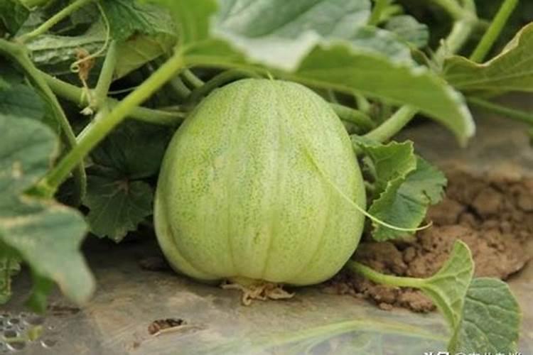 西瓜增甜用什么叶面肥？西瓜什么时候打膨大剂？促花保果膨大防晒用“金泰...