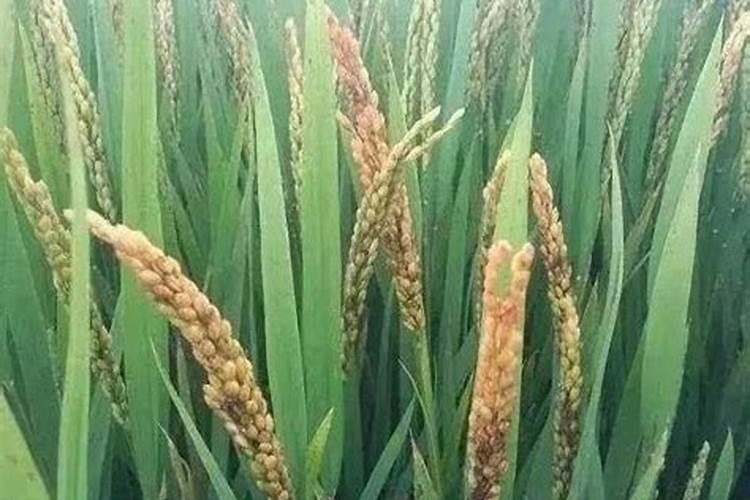 大白菜烂叶子怎么治