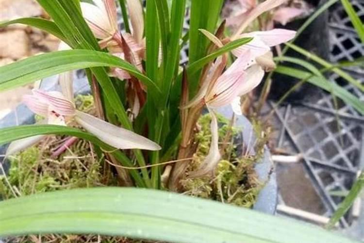 生牡蛎掺松树皮可养石斛吗？