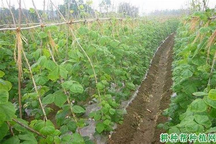 豆角出苗后的护理