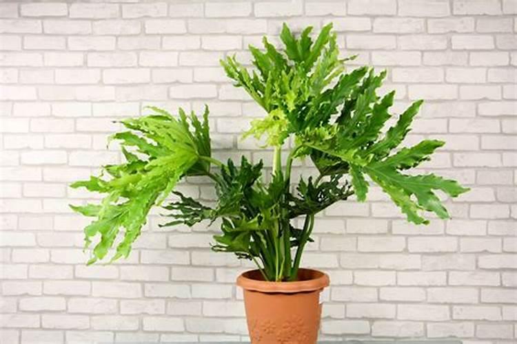 春羽烂根了怎么办 根烂怎么处理能救活