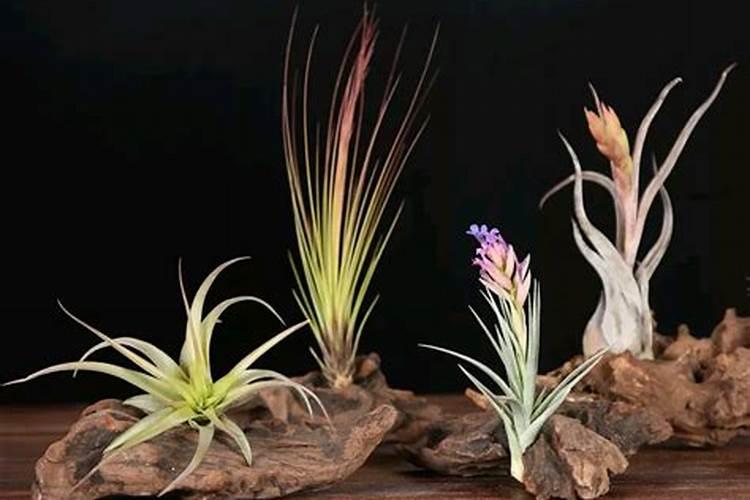 空气凤梨植物室内养殖方法有哪些