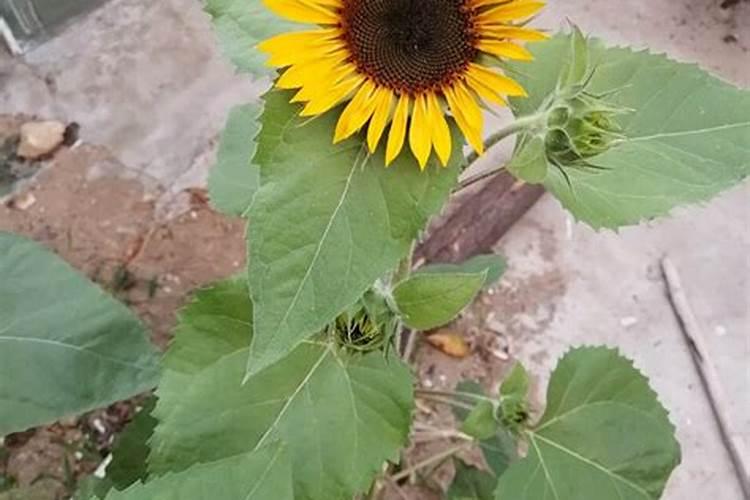 葵花施肥时间介绍 葵花什么时候施肥