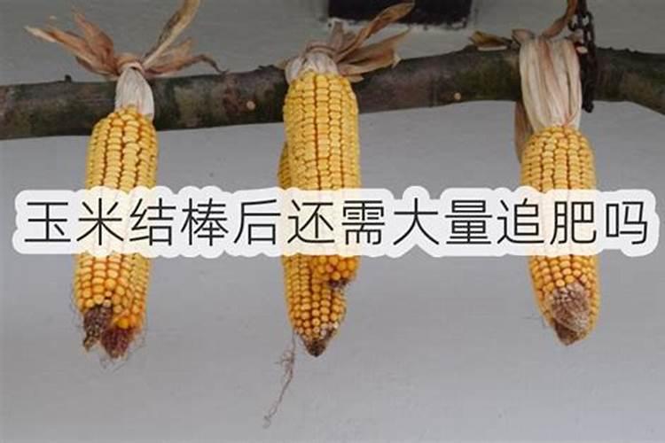 玉米结苞了还需要施肥吗