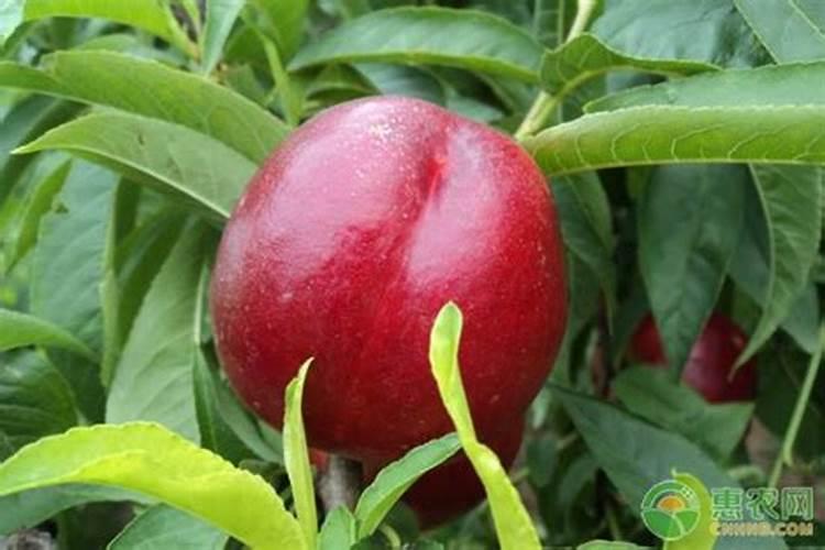 杜鹃花怎样浇水施肥