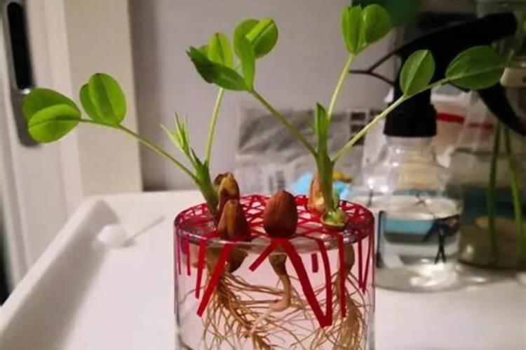 花生芽苗根部发黄,腐烂发臭的现象怎么办？