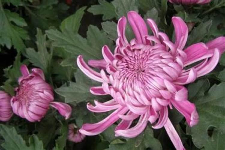 四年刚结果富士树秋冬季用尿素和菌肥