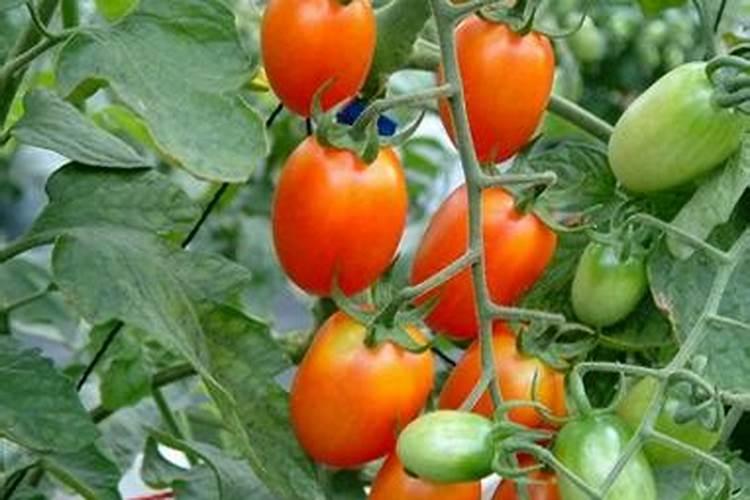 番茄膨果叶面肥效果最好的是哪种