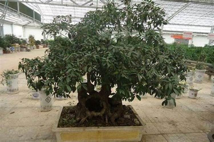 桂花树最忌三种肥料