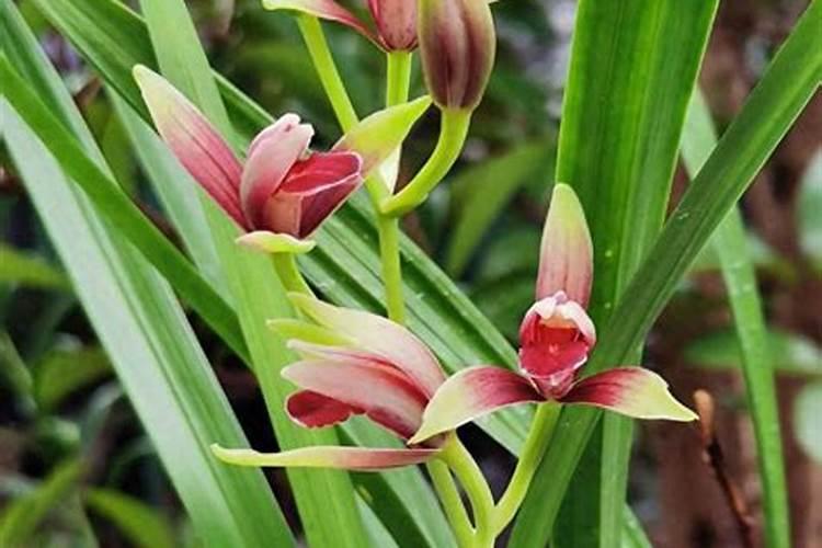 弥猴桃施肥时间和方法 猕猴桃如何施肥