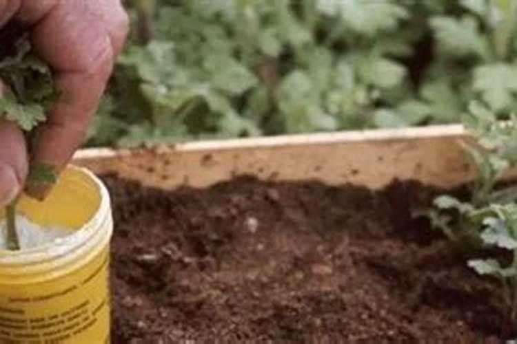 生根液可以和花肥一起兑水灌根吗？