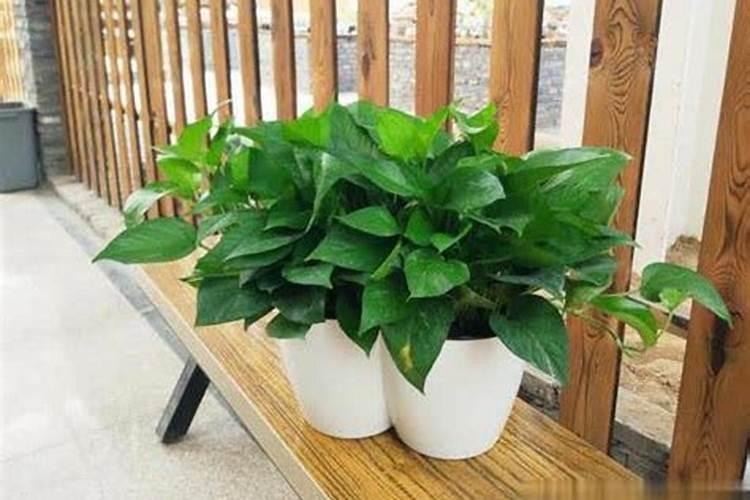 自制磷肥有哪些