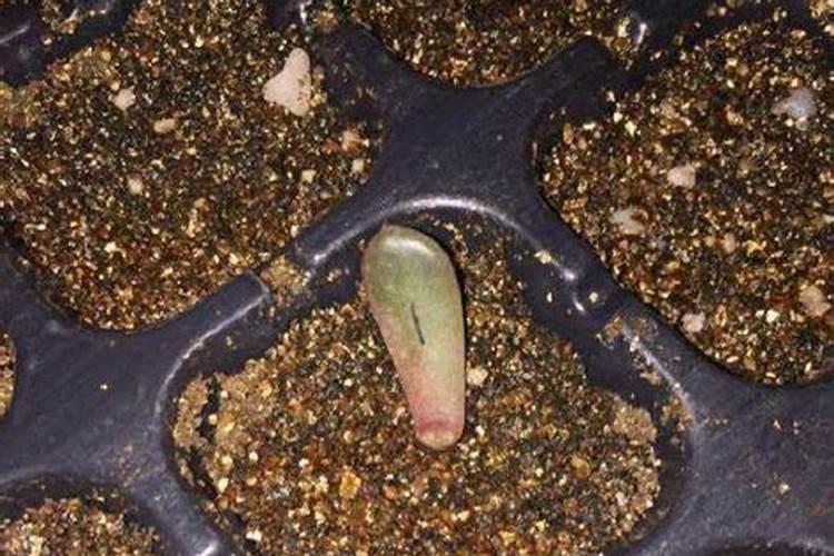 多肉长根多久发芽(多肉植物长根多久发芽？揭秘多肉生根发芽的奥秘)