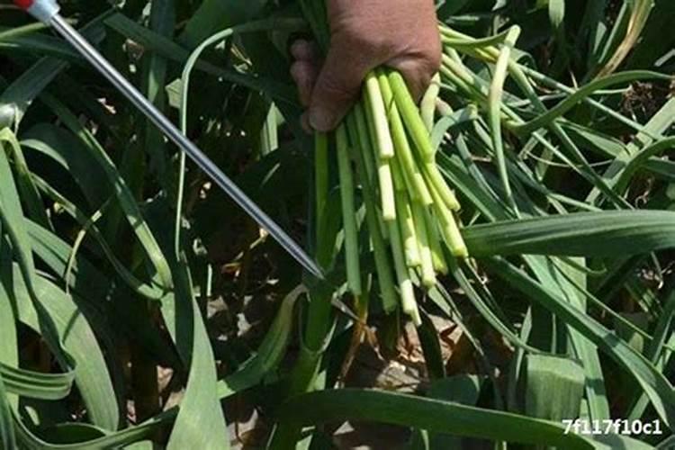 大蒜抽苔后用40斤水加磷酸二氢钾70克加120克喷施大蒜可以吗