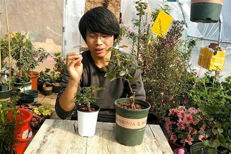 辣椒怎么了？说出判断的理由？铁肥喷过,半个月没打药了,刚刚中耕过。百 ...
