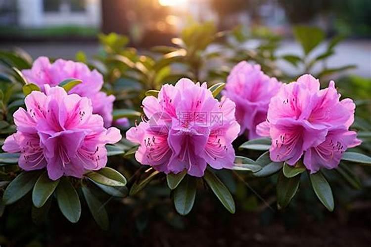 杜鹃花施什么肥最好 适合用什么肥料