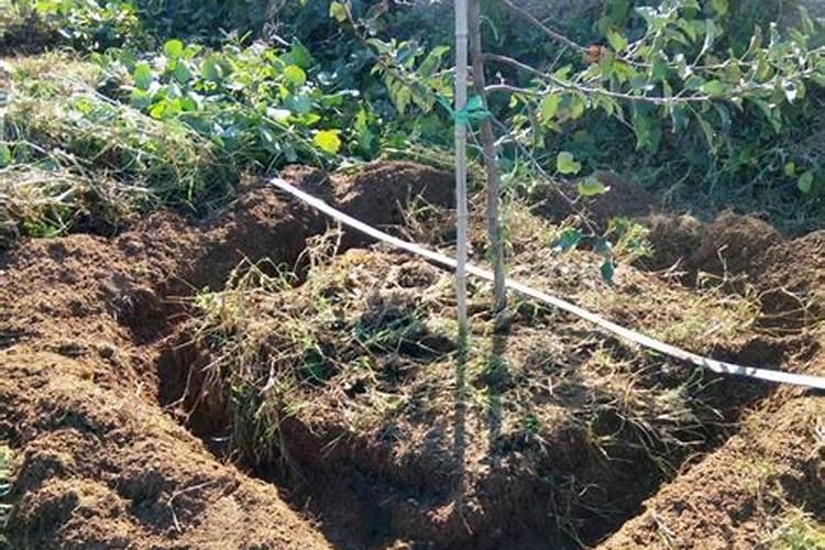 大棚种植西瓜,西瓜买完,怎样留二茬西瓜？听听专家是怎么讲的!