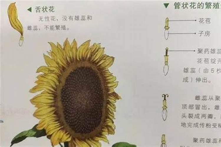 鱼蛋白叶面肥不能乱用