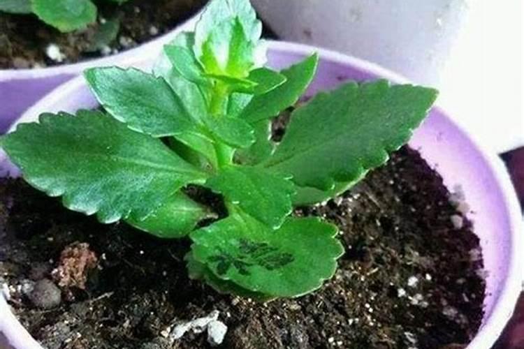 玉米还没成熟叶子就黄了这是啥原因