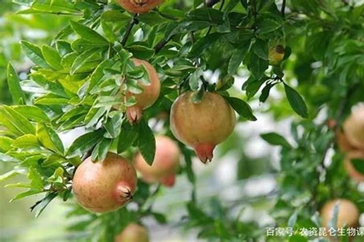 石榴坐果后如何施肥才能长得又大又甜？