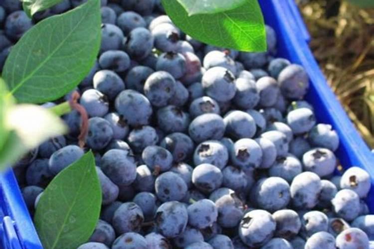 蓝莓的营养价值有哪些？