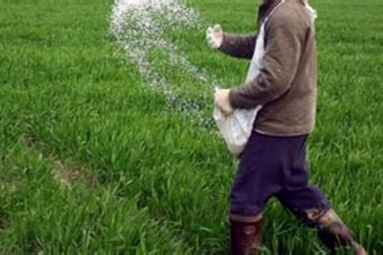 施可丰怎样辩真假