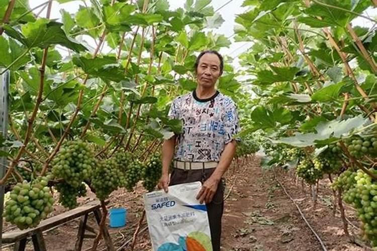 花椒树什么时间施肥