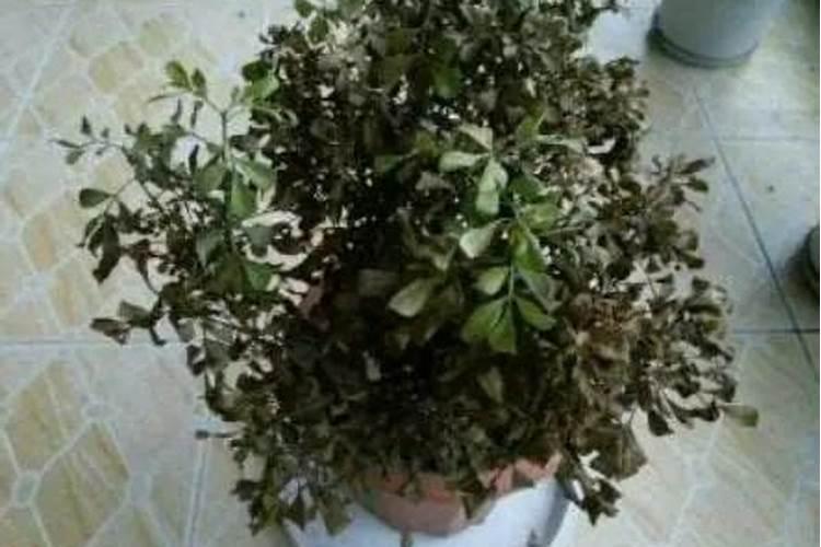 南瓜种植什么时候最好吃 南瓜种植哪个时候最好吃