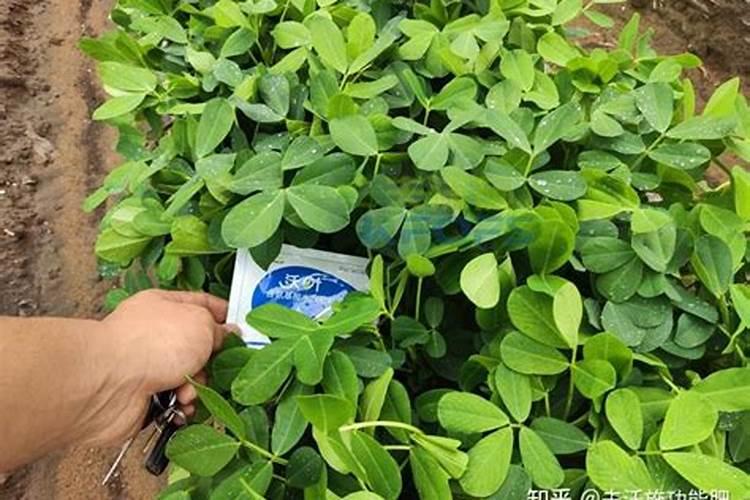 花生盛花期叶面肥用什么好？花生在什么时候喷施叶面肥？