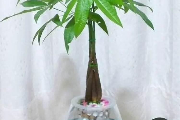 花多多1号一勺子兑多少水