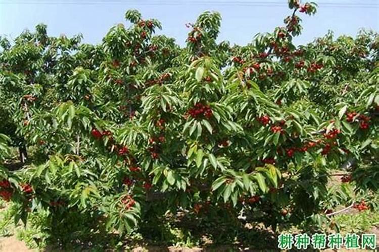 大樱桃树苗在生长季节经常出现黄叶症