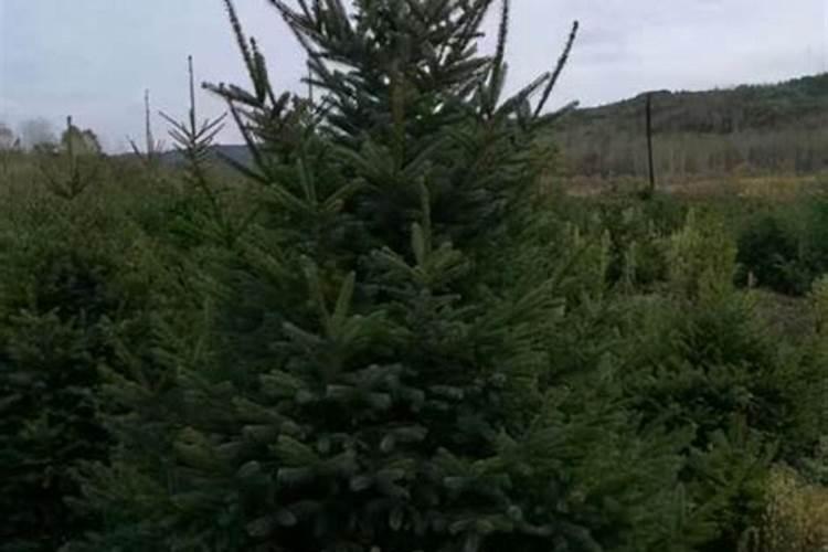 云杉怎样进行栽培管理？