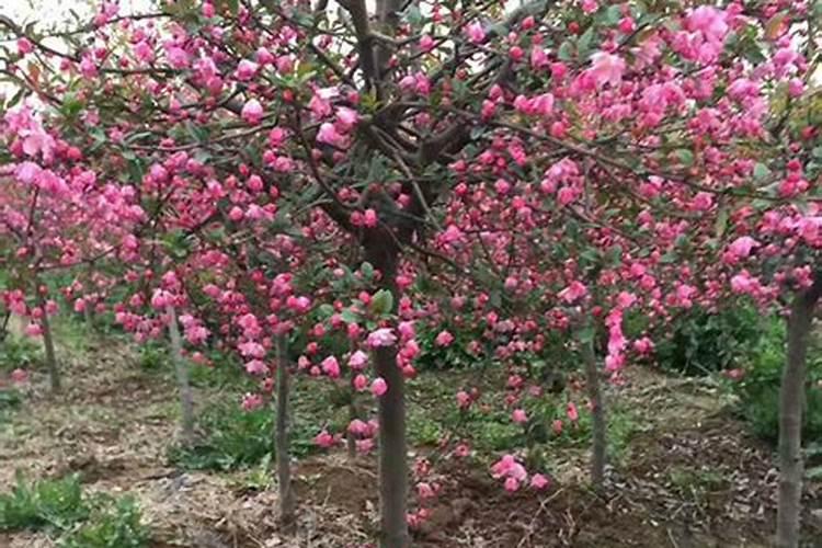 海棠树的养植方法