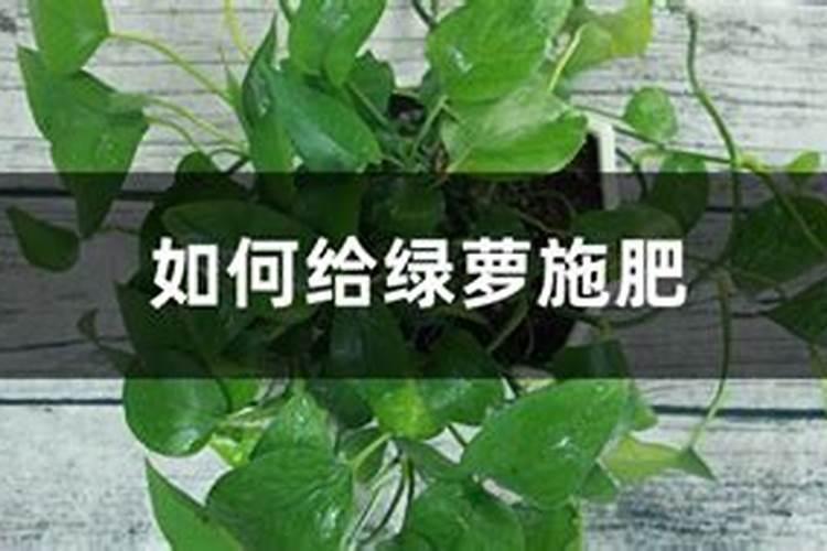 绿萝怎么施肥