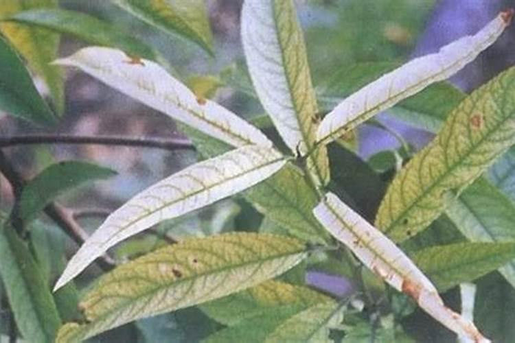 桃树大量落叶是什么原因 桃树落叶怎么办