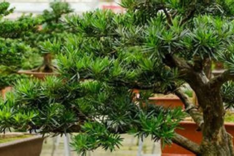 豆角叶霉病用什么农药最好