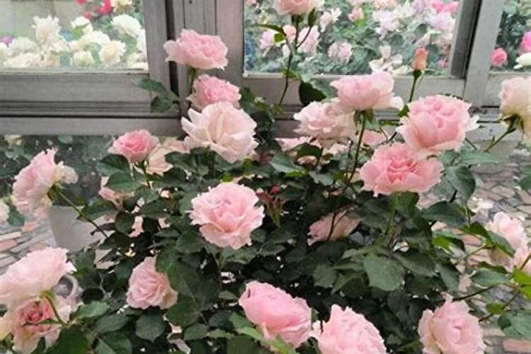 江苏福邦药业有限公司的产品目录表