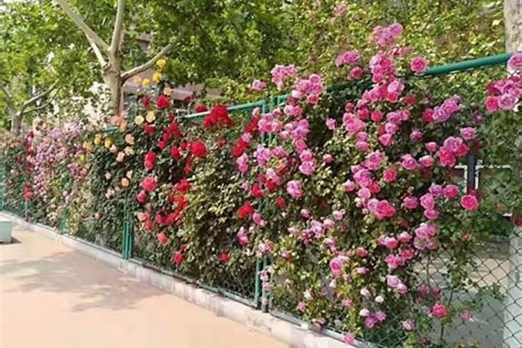 藤本月季怎么施肥,幼期氮肥为主生长期追施复合肥