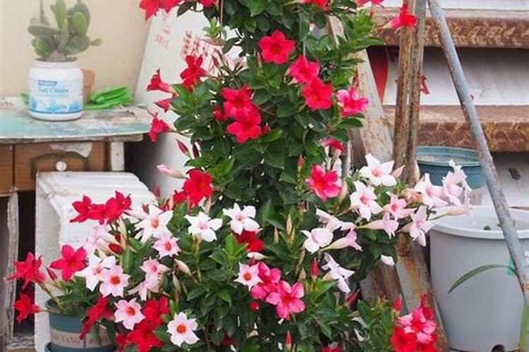 飘香藤一朵花开几天