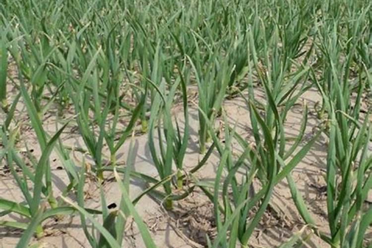 复合肥料的相关质量标准有哪些？怎样简易识别？