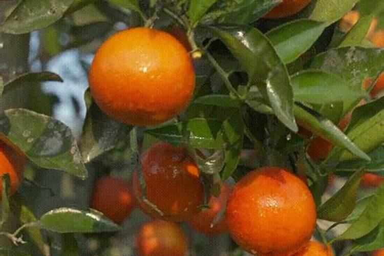 血橙种植技术详解