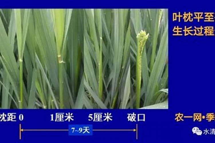 水稻破口期需要水吗