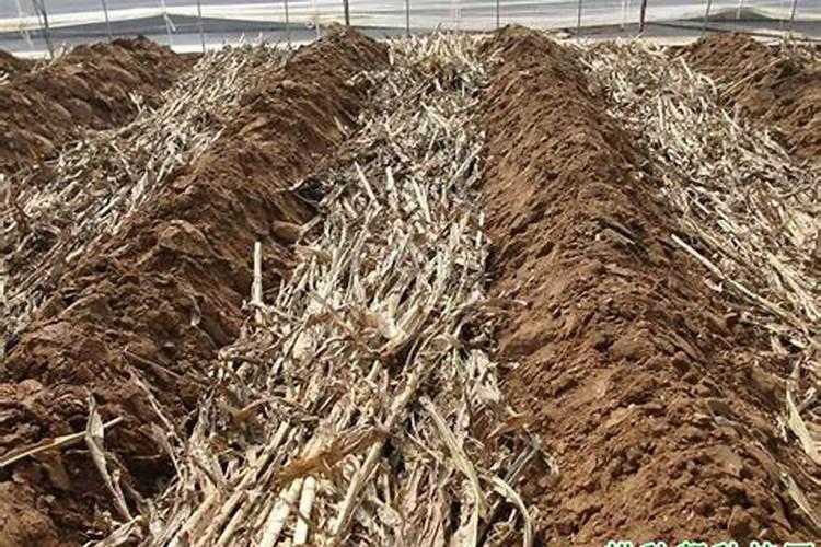 水培植物放什么长得好,可以放复合肥吗