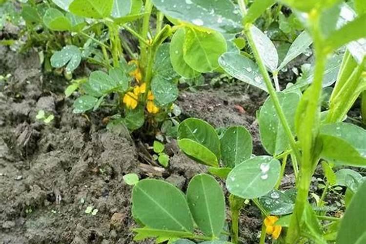 花生开花期施什么肥料