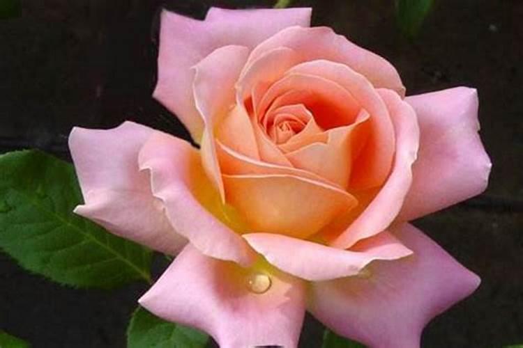 地栽蓝莓水质ec800能用多少肥