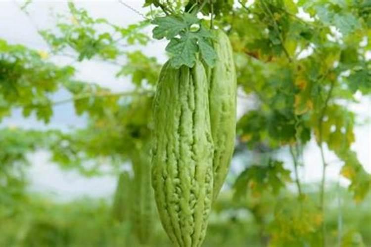 苦瓜怎么施肥