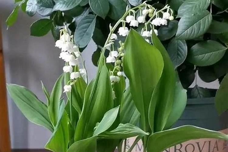 杜鹃花水大闷根叶子都打蔫了+在叶子上喷水可以吗？